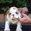 Bulldog English Bulldog Beautiful Puppies