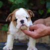 Bulldog English Bulldog Beautiful Puppies