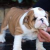 Bulldog English Bulldog Beautiful Puppies