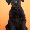 Giant Schnauzer Giant Black Schnauzer puppies