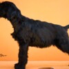Giant Schnauzer Giant Black Schnauzer puppies