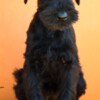 Giant Schnauzer Giant Black Schnauzer puppies