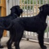 Giant Schnauzer Giant Black Schnauzer puppies