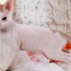 Sphynx Latte - Don Sphynx Kitten
