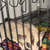 Sugar glider sugar gliders