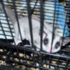 Sugar glider sugar gliders
