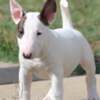 Bull Terrier (Miniature) Mini Bull Terrier Puppies