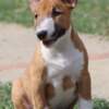 Bull Terrier (Miniature) Mini Bull Terrier Puppies