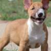 Bull Terrier (Miniature) Mini Bull Terrier Puppies