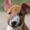 Bull Terrier (Miniature) Mini Bull Terrier Puppies