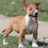 Bull Terrier (Miniature) Mini Bull Terrier Puppies