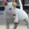 Bull Terrier (Miniature) Mini Bull Terrier Puppies