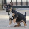 Bull Terrier (Miniature) Mini Bull Terrier Puppies