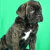 Cane Corso Cane Corso puppies for sale