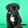 Cane Corso Cane Corso puppies for sale