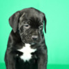 Cane Corso Cane Corso puppies for sale