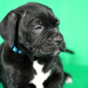 Cane Corso Cane Corso puppies for sale