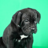 Cane Corso Cane Corso puppies for sale