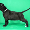 Cane Corso Cane Corso puppies for sale
