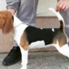 Beagle Beagle female for sale