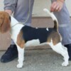 Beagle Beagle female for sale