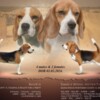 Beagle Beagle female for sale