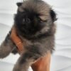 Pomeranian Pomeranian Spitz male puppy