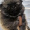 Pomeranian Pomeranian Spitz male puppy