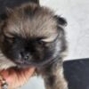 Pomeranian Pomeranian Spitz male puppy