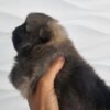 Pomeranian Pomeranian Spitz male puppy