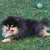 Pomeranian Pomeranian Spitz male puppy