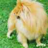 Pomeranian Pomeranian Spitz male puppy