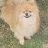 Pomeranian Pomeranian Spitz male puppy