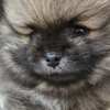 Pomeranian Pomeranian Spitz male puppy
