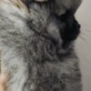 Pomeranian Pomeranian Spitz male puppy