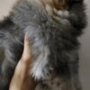Pomeranian Pomeranian Spitz male puppy