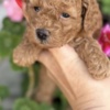Poodle Toy and mini poodle   puppies