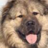 Caucasian Shepherd Dog Caucasian Shepherd male puppy