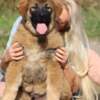 Caucasian Shepherd Dog Caucasian Shepherd male puppy