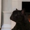 French Bulldog French bulldog