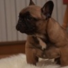 French Bulldog French bulldog