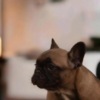 French Bulldog French bulldog