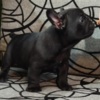 French Bulldog French bulldog