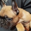 French Bulldog French bulldog