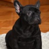 French Bulldog French bulldog