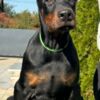 Doberman Pinscher Doberman  puppies for sale