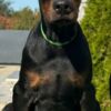 Doberman Pinscher Doberman  puppies for sale