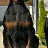 Doberman Pinscher Doberman  puppies for sale