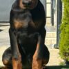 Doberman Pinscher Doberman  puppies for sale