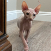 Sphynx Adorable Male Sphynx Kitten